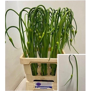 ALLIUM SAT OPHIOSCO