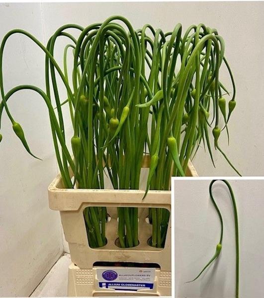 <h4>ALLIUM SAT OPHIOSCO</h4>