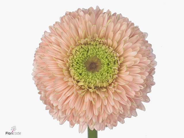 Gerbera Pomponi Himalia Diamond