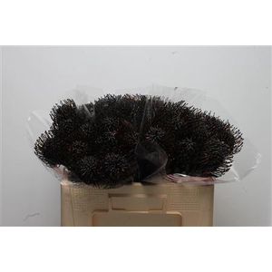 Leuco Klbh Black