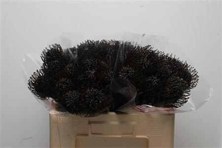 <h4>Leuco Klbh Black</h4>