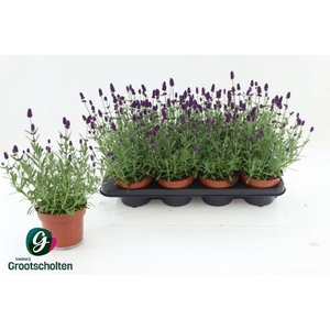 LAVANDULA HIDCOTE P13