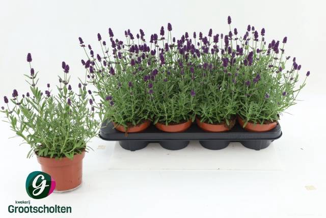 <h4>LAVANDULA HIDCOTE P13</h4>