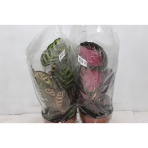 CALATHEA P17 VARIADO
