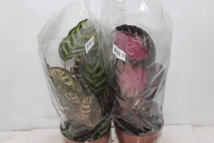 <h4>CALATHEA P17 VARIADO</h4>