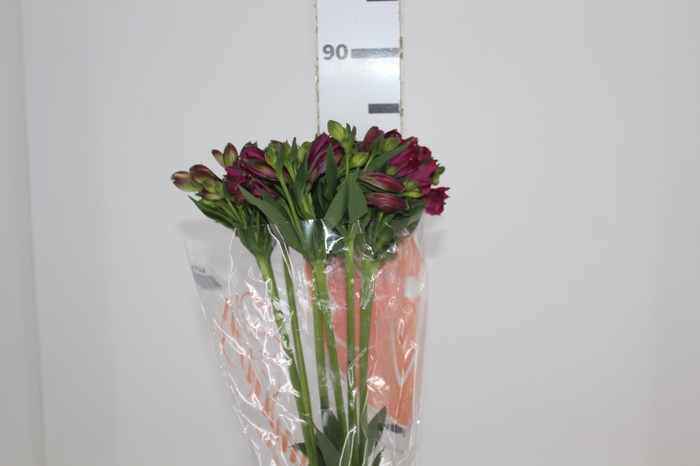 <h4>ALSTROEMERIA NAPOLI 080 CM</h4>