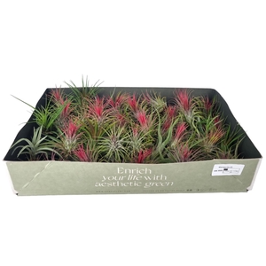 Tillandsia