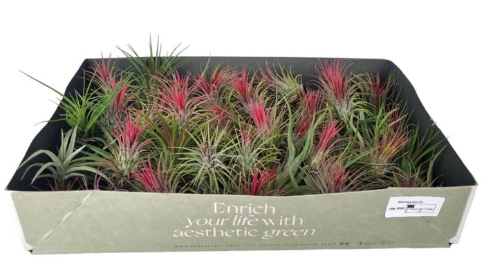 <h4>Tillandsia</h4>