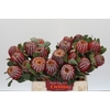 Banksia Coccinea