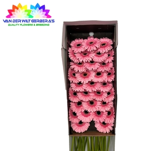 Germini Petticoat Doos