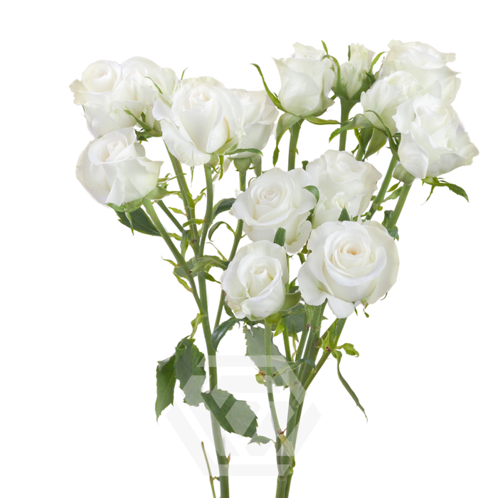 R TR SHINING STAR Tessa