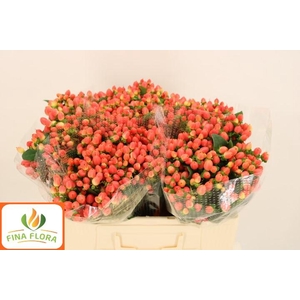 HYP MAG ROY PRINCESS