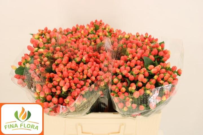 <h4>HYP MAG ROY PRINCESS</h4>