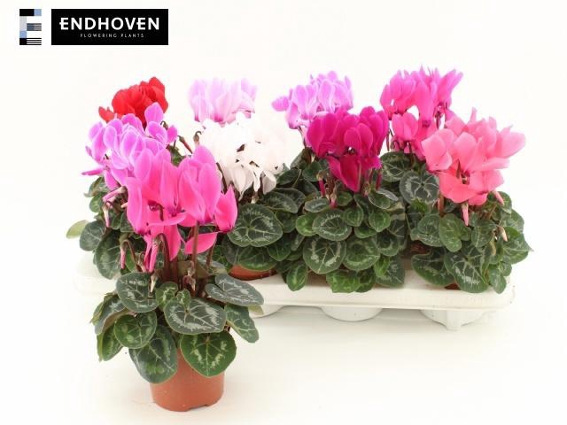 <h4>CYCL MD SUP MACRO</h4>