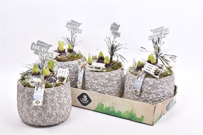 <h4>ARR HYACINTH</h4>