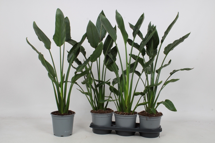 arr8 Strelitzia Reginae