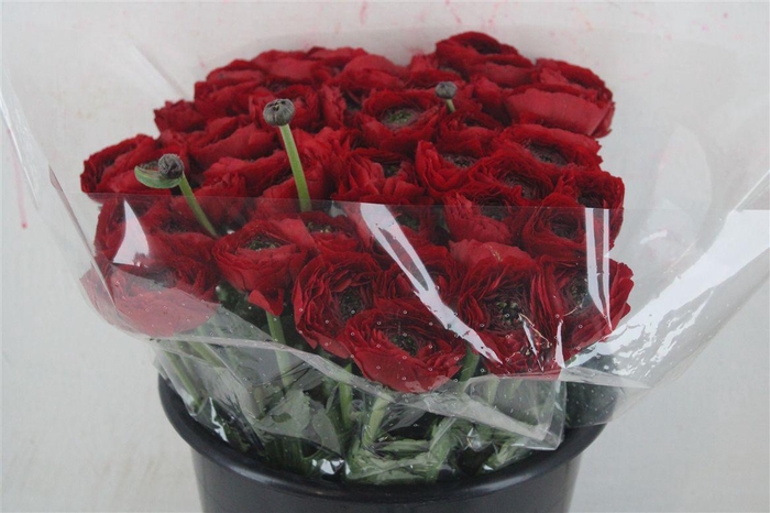 <h4>Ran Cloni Ex Tango</h4>