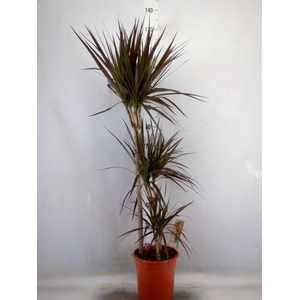 Dracaena marg. 'Magenta'