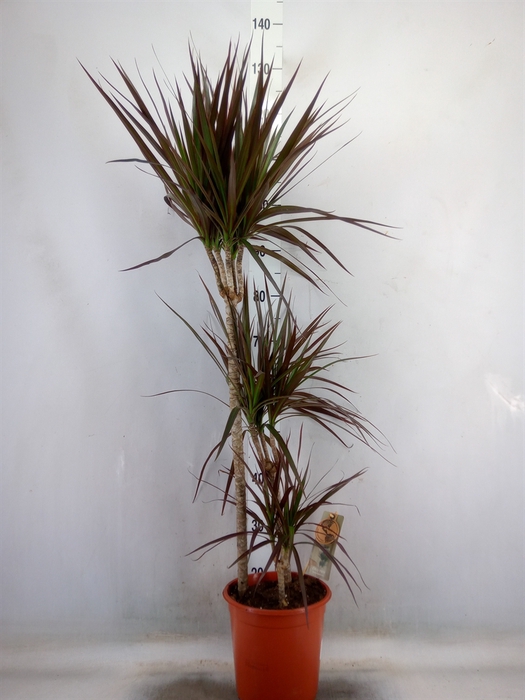 <h4>Dracaena marg. 'Magenta'</h4>