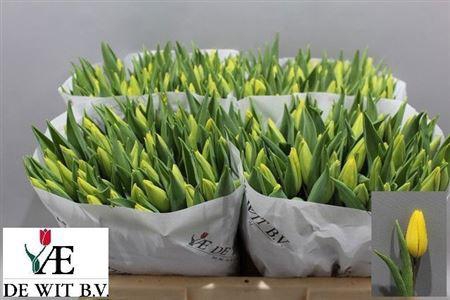 <h4>Tu En Strong Gold</h4>