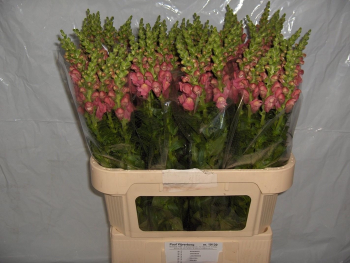 <h4>ANTIR COOL ROSE</h4>