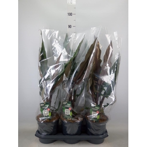 Alocasia lauterbachiana