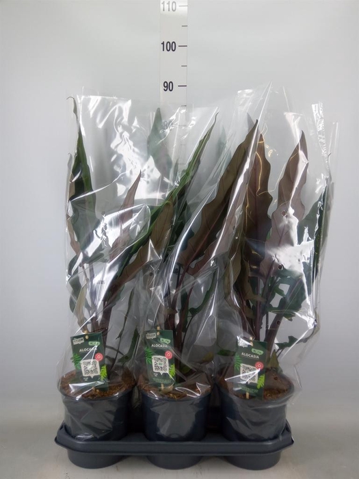 <h4>Alocasia lauterbachiana</h4>