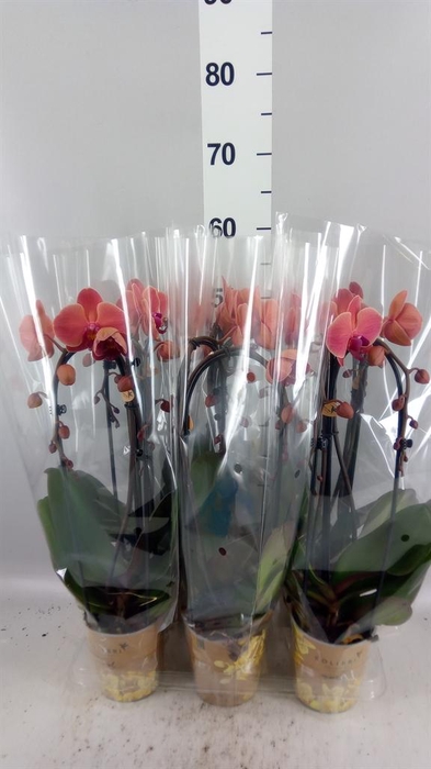 <h4>Phalaenopsis  'Elegant Cascade'</h4>