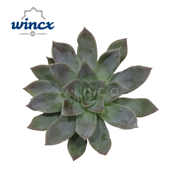 <h4>Pachyveria Grey Crown Cutflower Wincx-8cm</h4>
