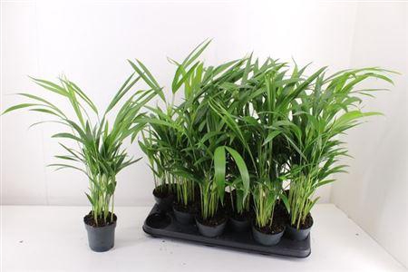 <h4>Dypsis Lutescens 10pp</h4>