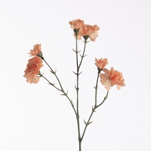 AF Dianthus x6 L56cm Peach