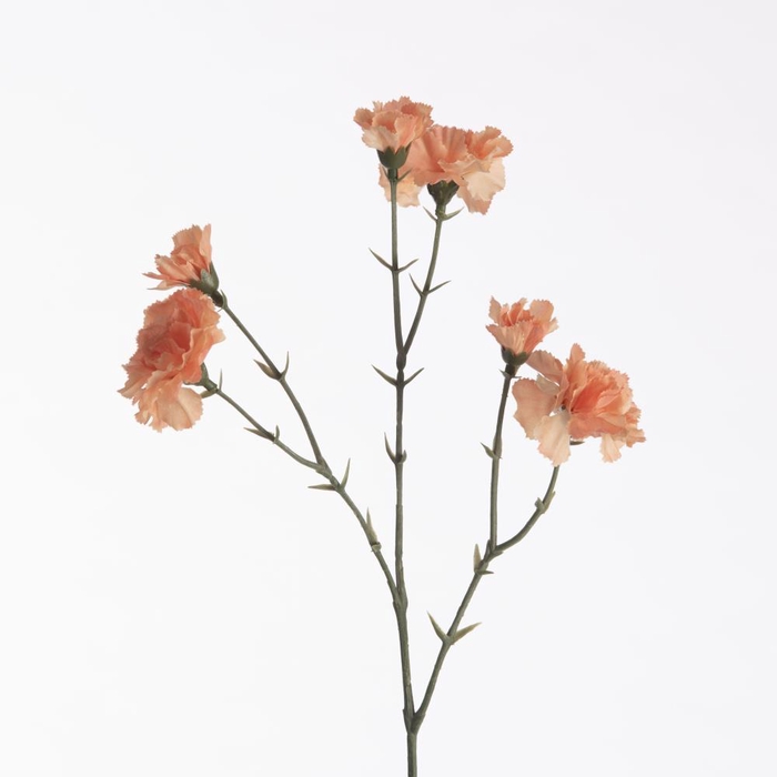<h4>AF Dianthus x6 L56cm Peach</h4>