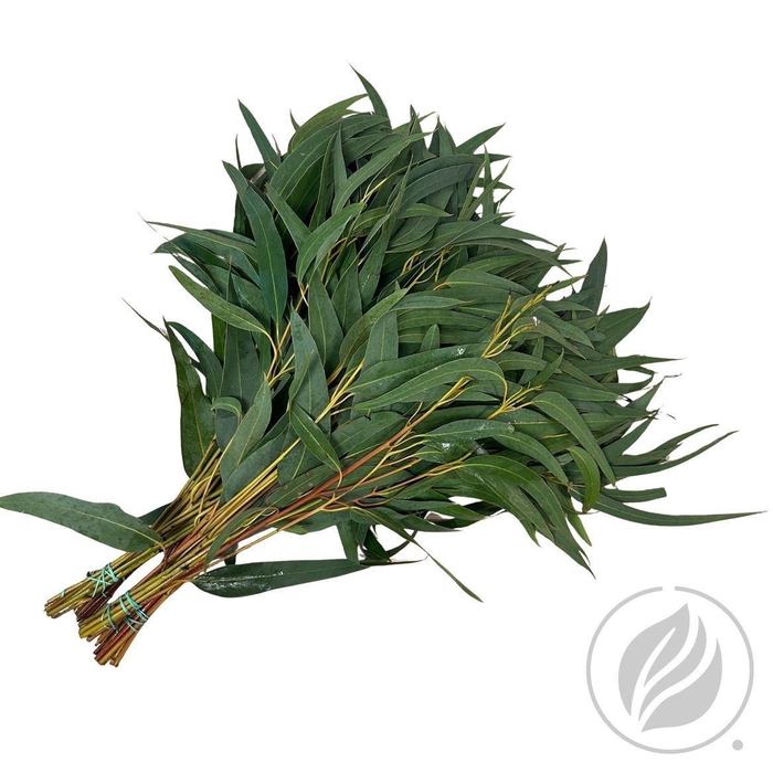 <h4>Euca Victoria</h4>