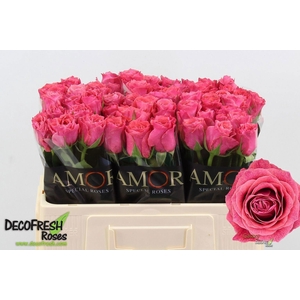 ROSA GR 'GALAXY'