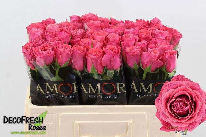<h4>ROSA GR 'GALAXY'</h4>