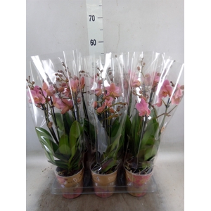 Phalaenopsis multi. 'Ant Treviso'