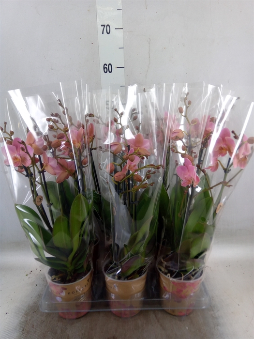 <h4>Phalaenopsis multi. 'Ant Treviso'</h4>