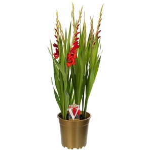 Gladiolus glamini paul