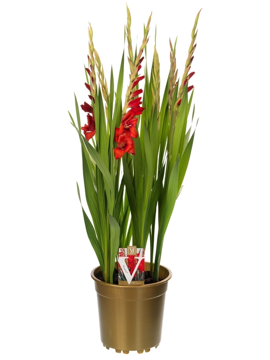 <h4>Gladiolus glamini paul</h4>