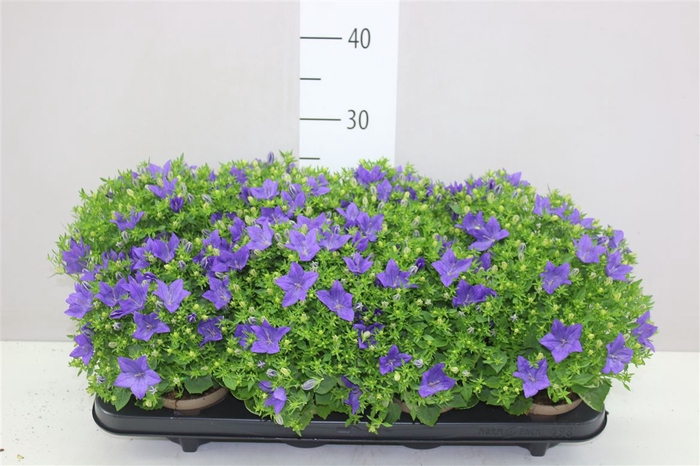 <h4>Campanula Is Napoli</h4>
