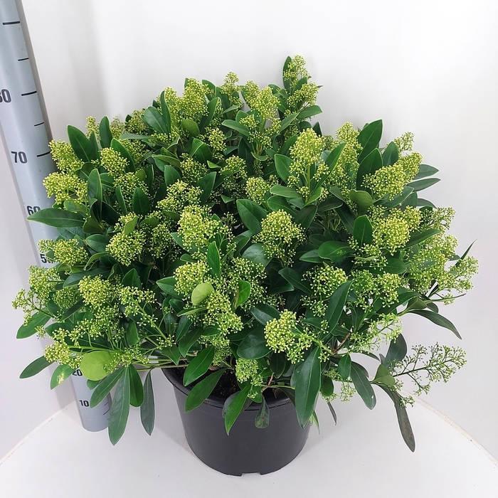 <h4>SKIM J FINCHY</h4>