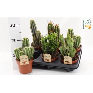 Cactus mix 12Ø 15cm