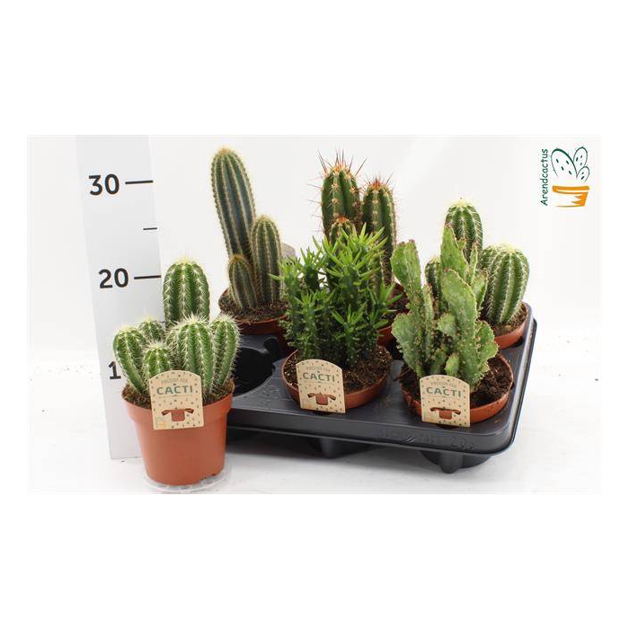 <h4>Cactus mix 12Ø 15cm</h4>