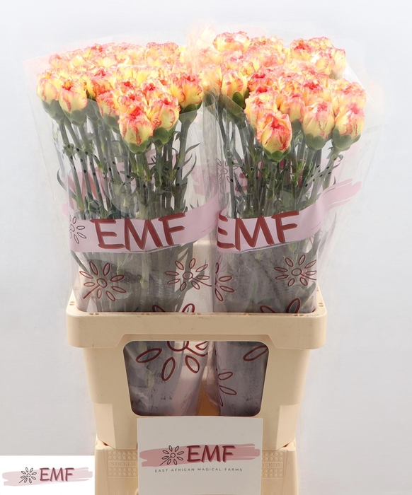 <h4>DI ST DIEGO</h4>