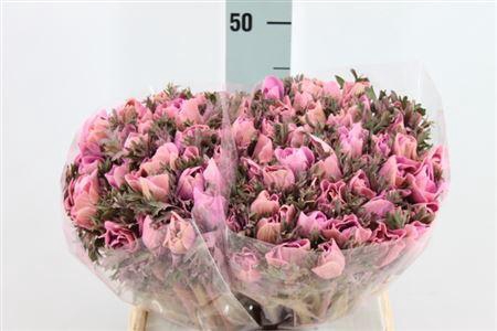 <h4>Anemoon Poeder Lila</h4>