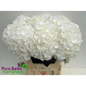 Hydr M Ch Whi Verena 80cm