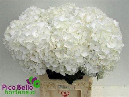 <h4>Hydr M Ch Whi Verena 80cm</h4>