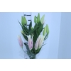 LIRIO TASMAN 090 CM HT 3/5 FLS