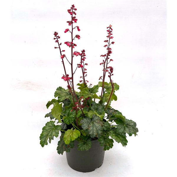 <h4>Heuchera 'Indian Summer' Blooming Green</h4>