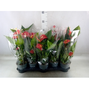 Anthurium   ...mix